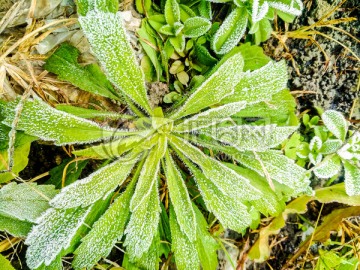 起霜 霜降 挂霜的植物 雾凇