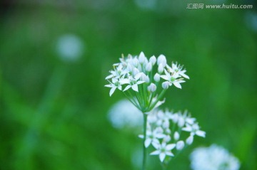 白色韭菜花