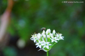 绿头苍蝇韭菜花