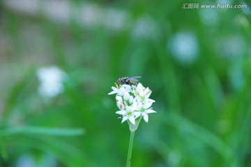 绿头苍蝇 韭菜花