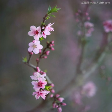 花卉