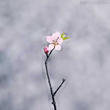 花卉装饰画