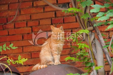 紫藤树下的小花猫