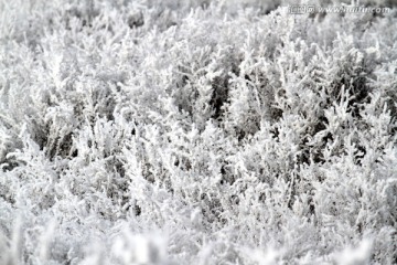 雾凇 湿地 芦苇 冬天 雪景