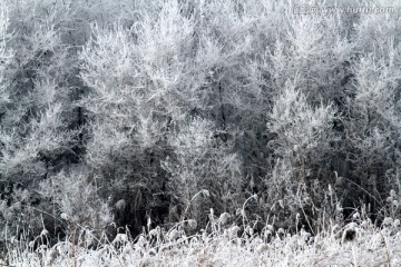 雾凇 冬天 雪景 玉树琼枝