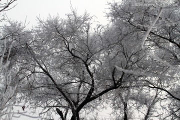 雾凇 冬天 雪景