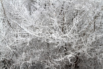 雾凇 冬天 雪景 玉树琼枝 冰