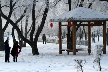 雾凇 冬天 雪景 玉树琼枝