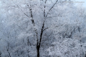 雾凇 冬天 雪景 玉树琼枝