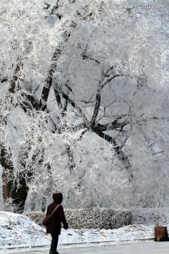 雾凇 冬天 雪景