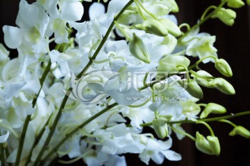 白色杨兰 花卉 淡雅