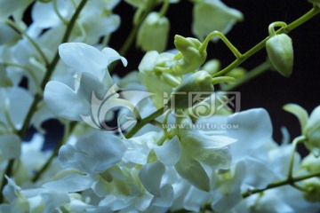 白色鲜花 花朵 杨兰