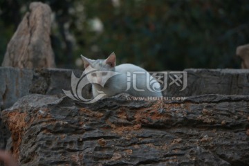 猫 白猫 公园的猫