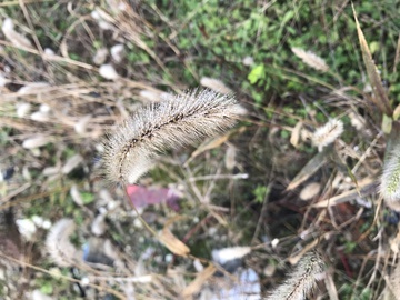 狗尾巴草