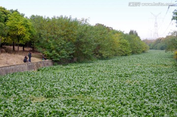 水面水草灾害