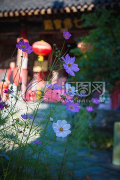波斯菊