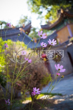 格桑花