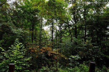 德国自然风光 森林