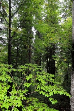 德国自然风光 森林