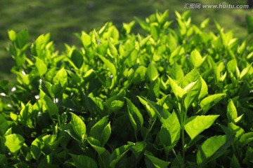 朱槿花嫩叶