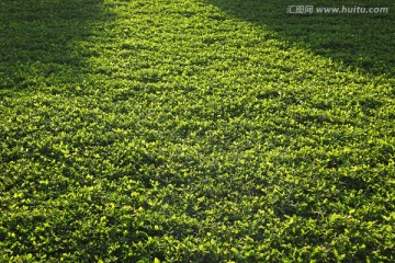 阳光绿色草地