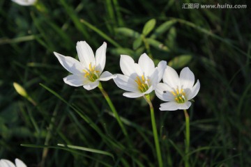 葱兰花开