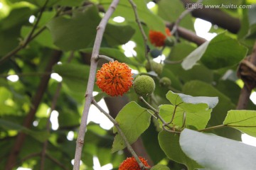 绿化树木橙色花