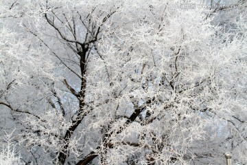 雾凇 冬天 雪景 玉树琼枝 冰