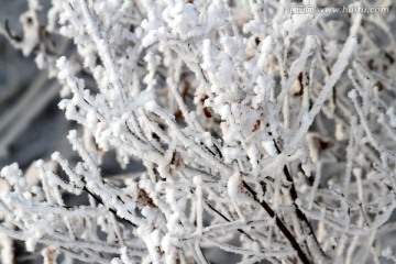 雾凇 冬天 雪景 玉树琼枝