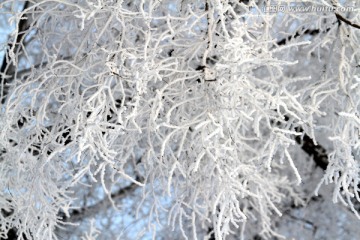 雾凇 冬天 雪景 玉树琼枝