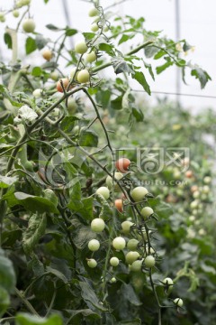 西红柿 西红柿种植 大棚西红柿