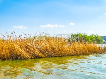 湿地芦苇