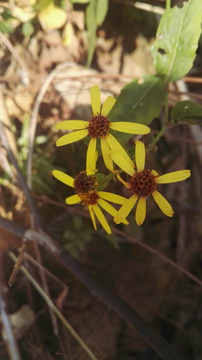 黄花