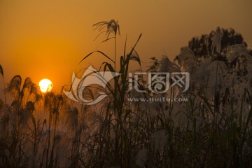 芦苇夕阳