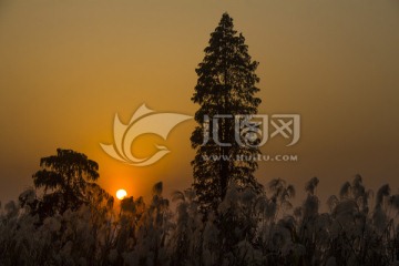 芦苇夕阳