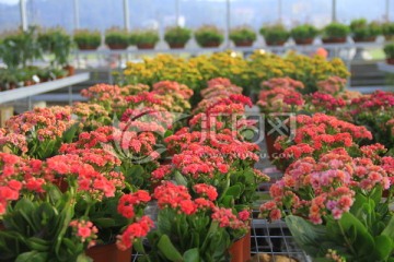 长寿花