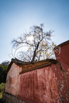 红墙古树