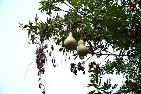 树枝上悬挂的仙葫芦
