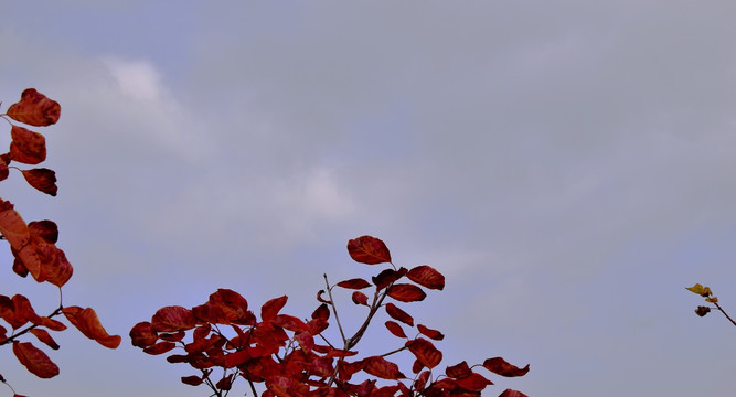 阴暗天空下的红叶