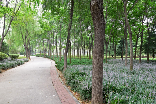 公园的绿荫景观图
