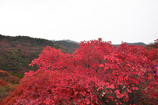 山顶的红叶美景图