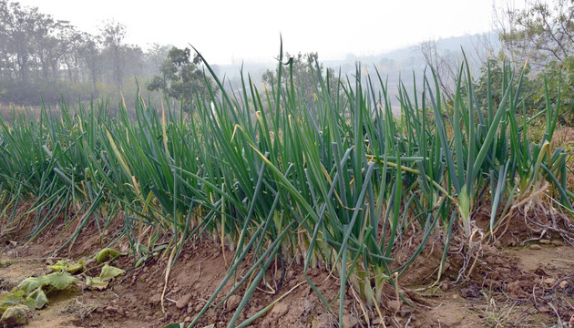 田地里种植的大葱图片