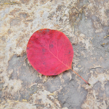 石头上的红色树叶图片