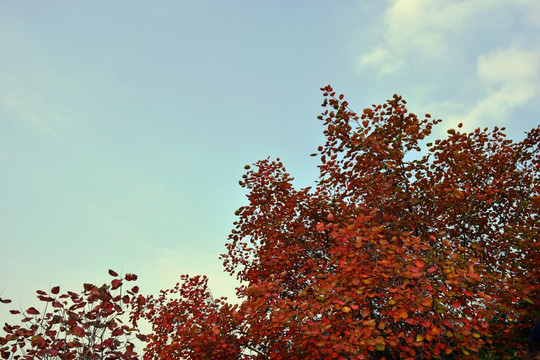 秋季的黄栌树红叶图片