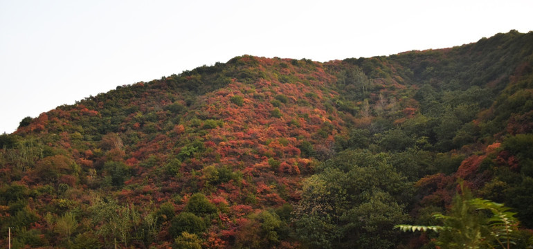 秋季的黄栌树风景图