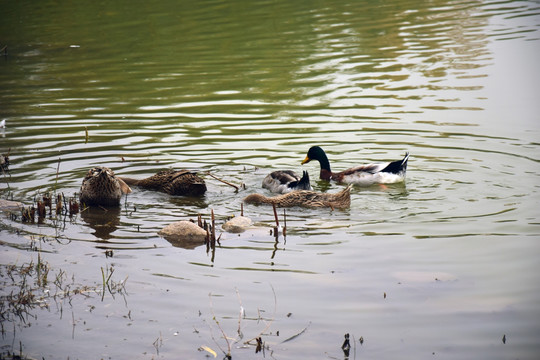 水中觅食的鸭子摄影图