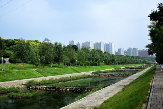 滨河公园绿色树林