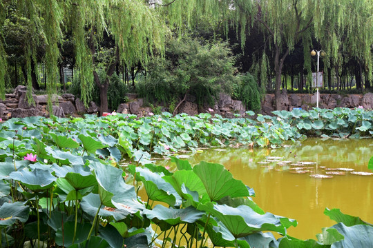 公园里的荷花池景观