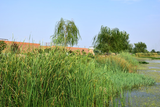 河边的绿色芦苇