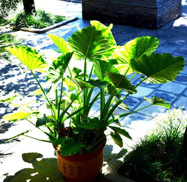 滴水观音绿色植物